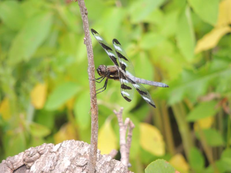 Photo of Twelve-spotted Skimmer