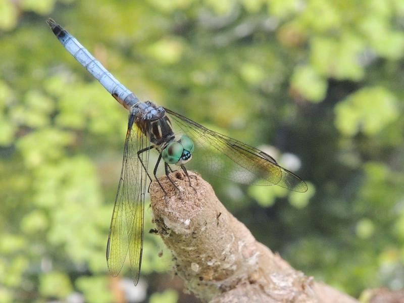 Photo of Blue Dasher