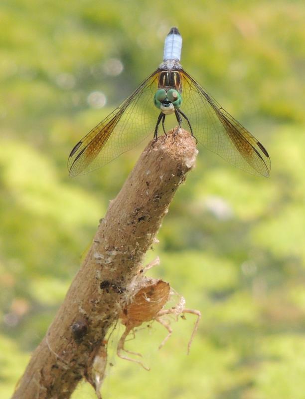 Photo of Blue Dasher