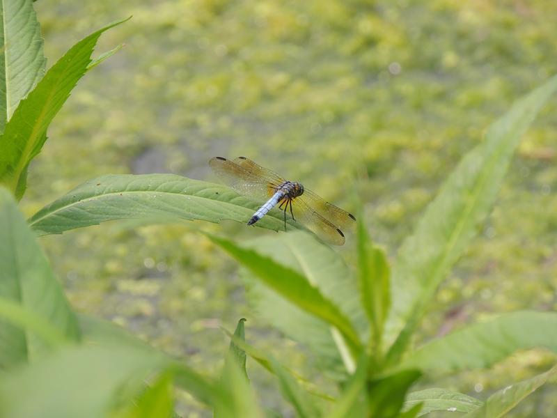 Photo of Blue Dasher