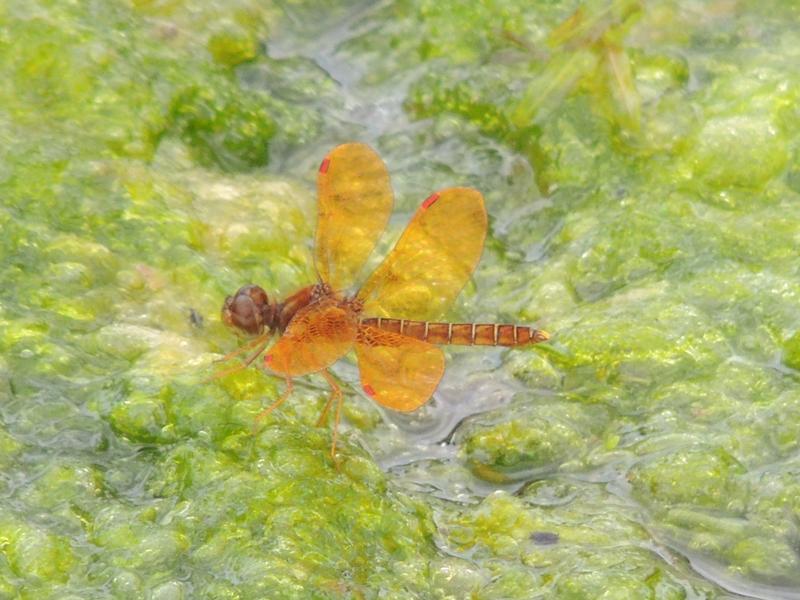 Photo of Eastern Amberwing