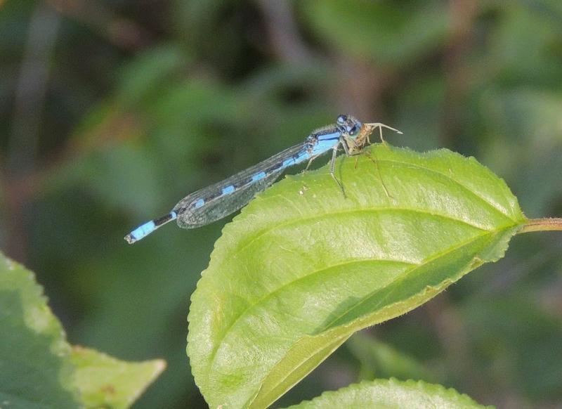 Photo of Tule Bluet