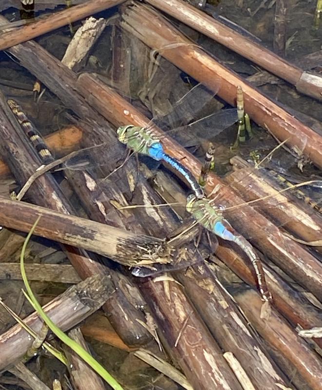 Photo of Common Green Darner