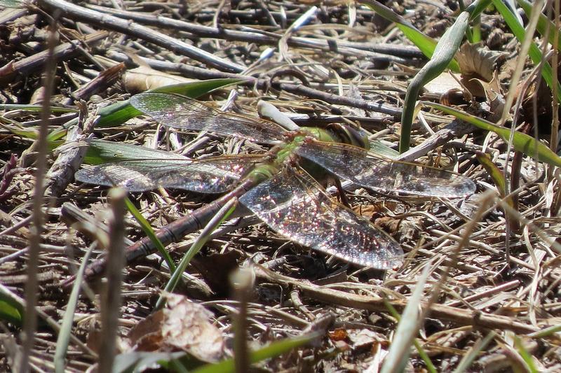 Photo of Common Green Darner