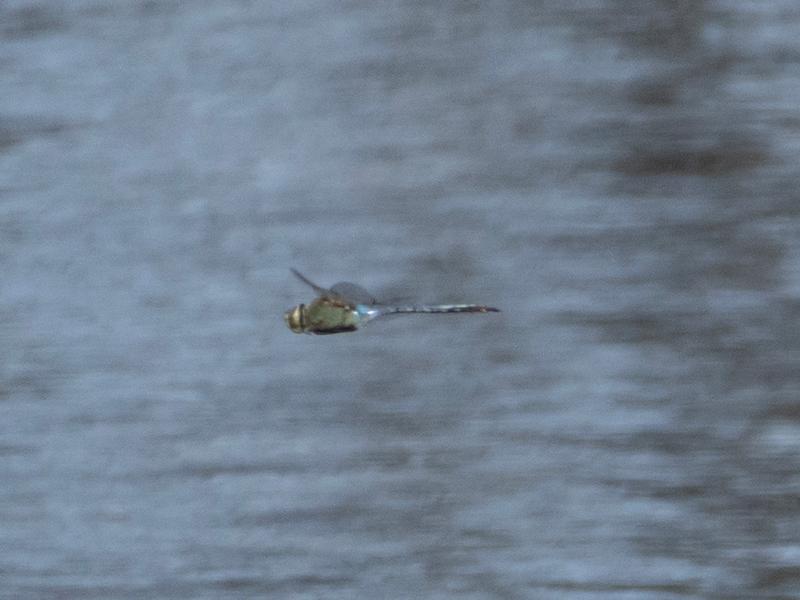 Photo of Common Green Darner