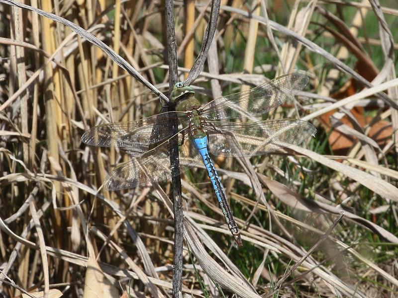 Photo of Common Green Darner