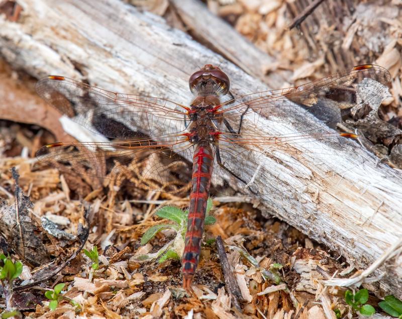 Photo of Variegated Meadowhawk