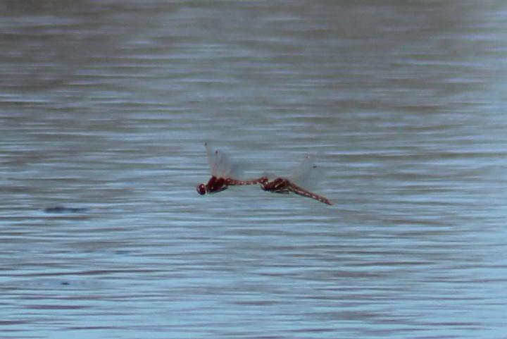 Photo of Variegated Meadowhawk