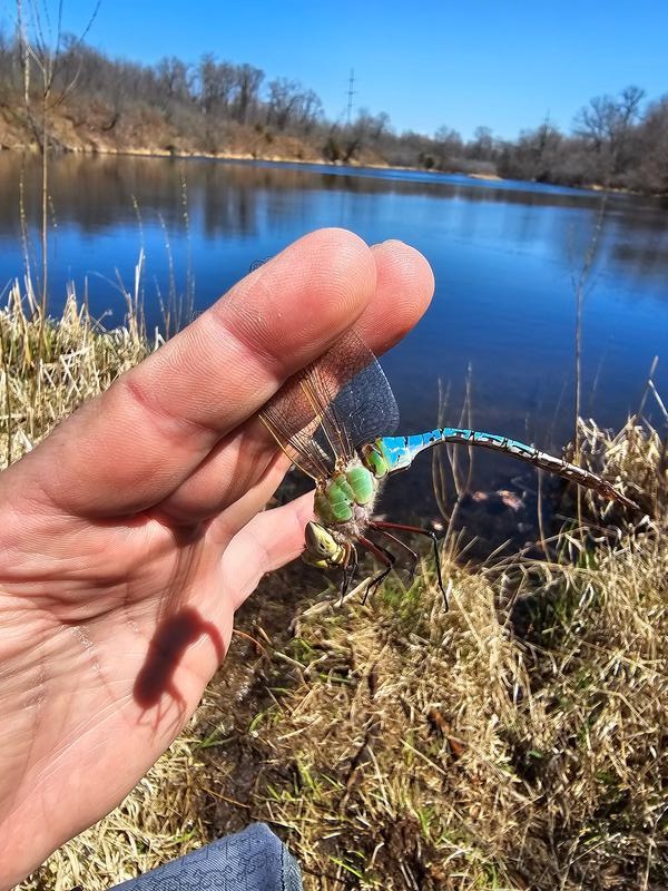 Photo of Common Green Darner