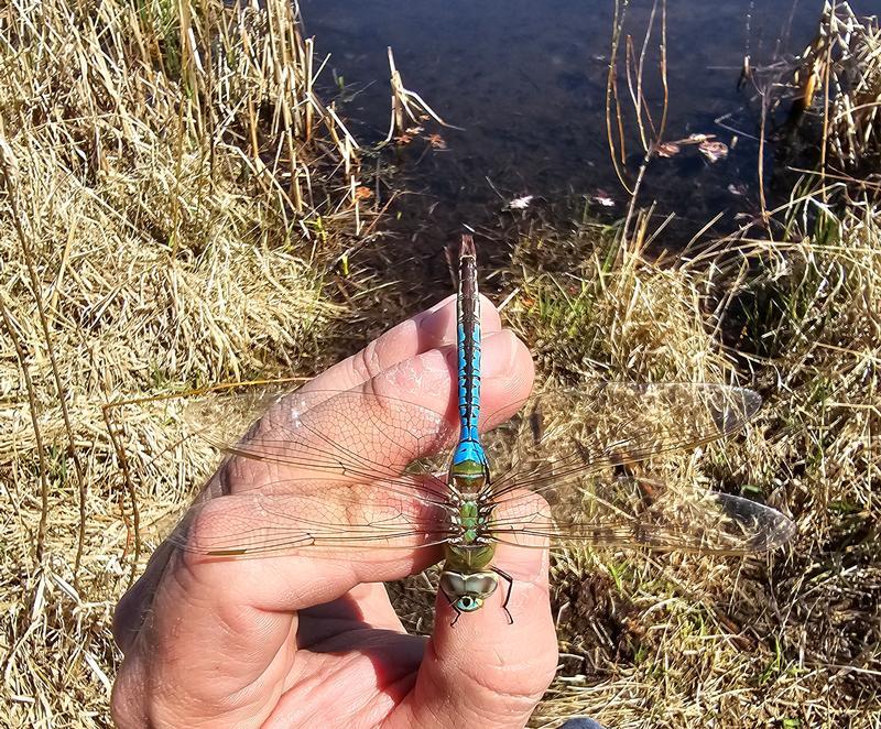 Photo of Common Green Darner