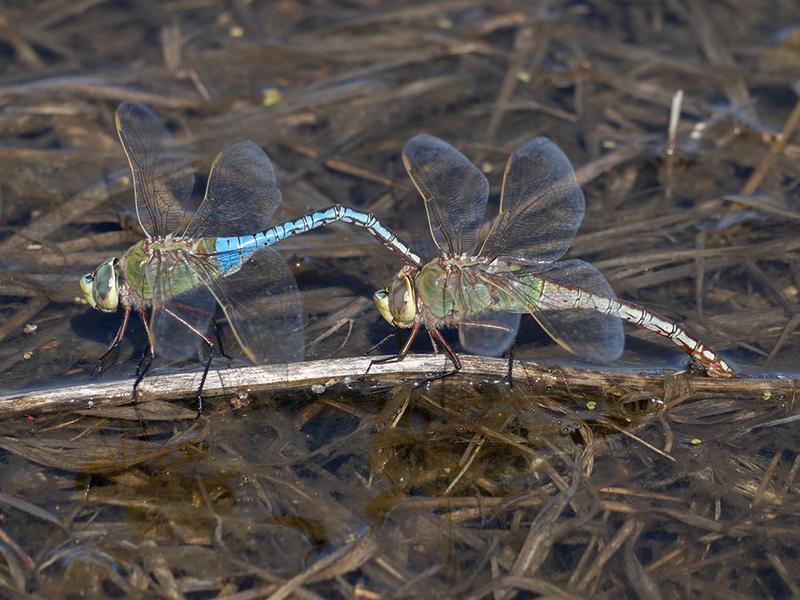 Photo of Common Green Darner