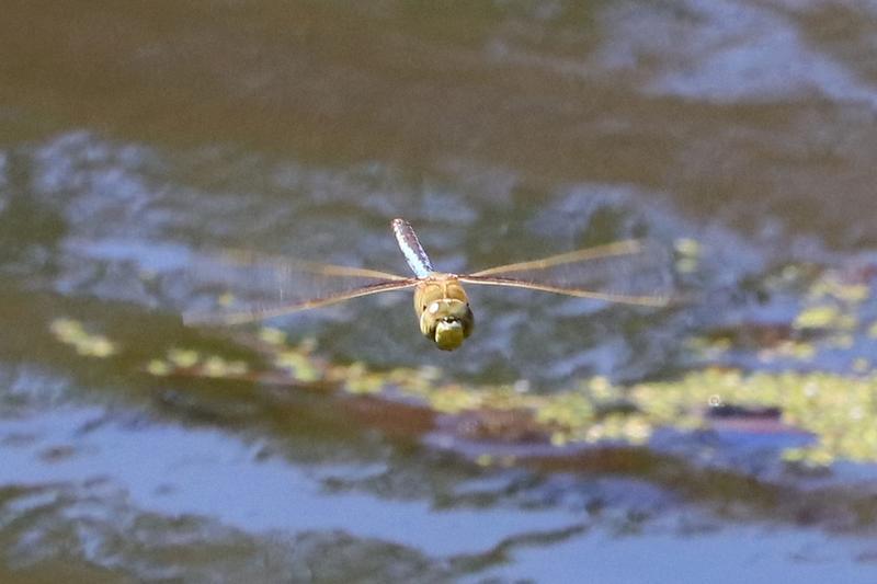 Photo of Common Green Darner