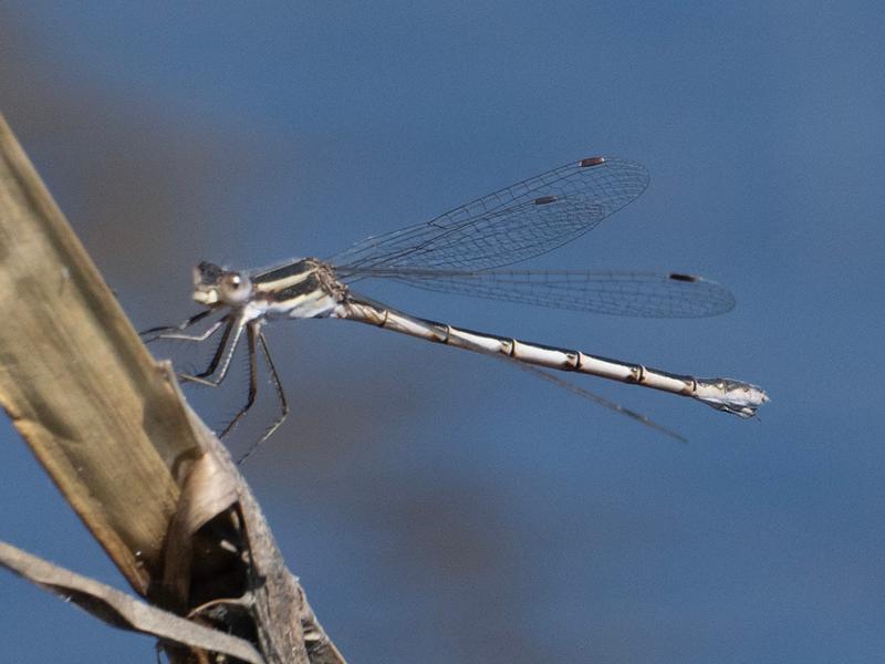 Photo of Southern Spreadwing