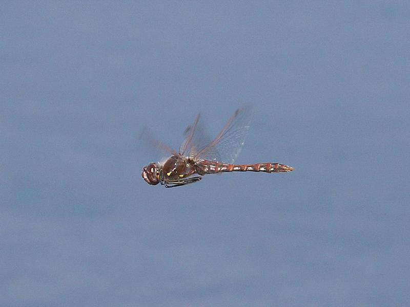 Photo of Variegated Meadowhawk