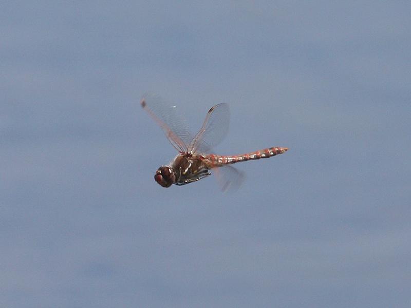 Photo of Variegated Meadowhawk