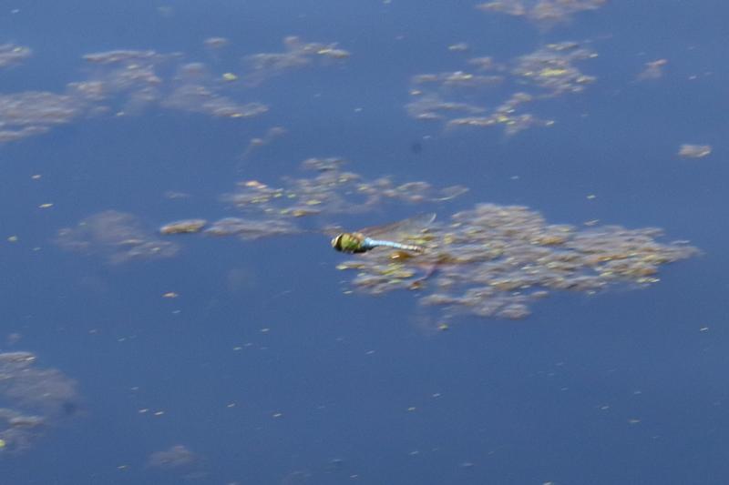 Photo of Common Green Darner