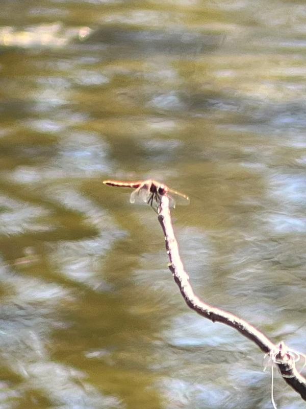 Photo of Variegated Meadowhawk