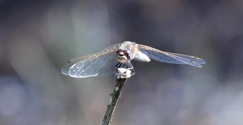 Photo of Variegated Meadowhawk