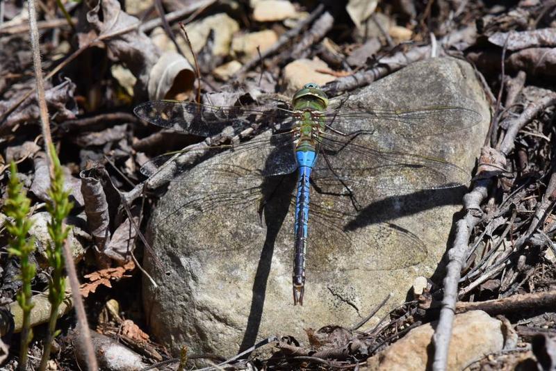 Photo of Common Green Darner