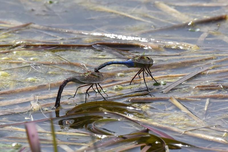 Photo of Common Green Darner