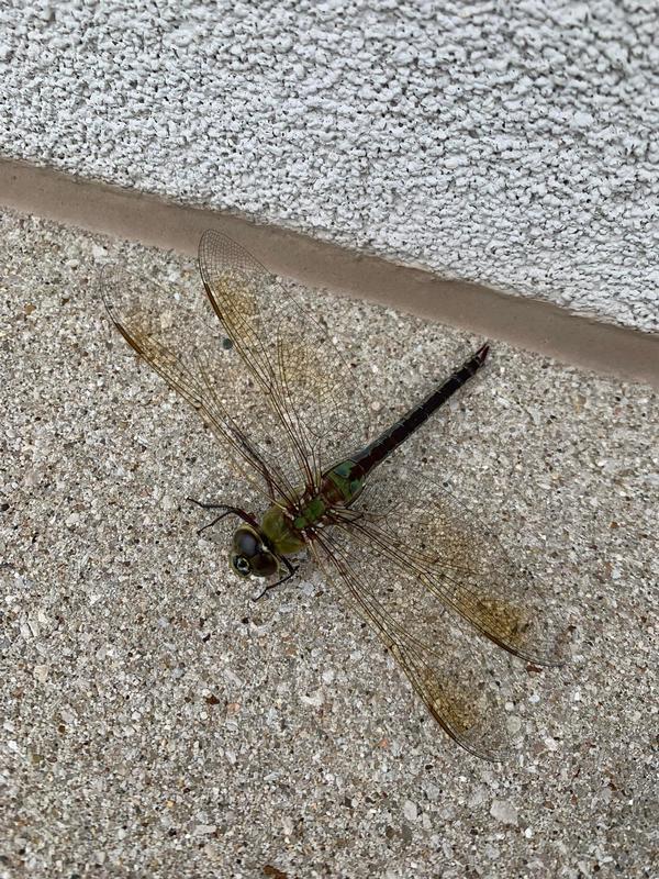 Photo of Common Green Darner