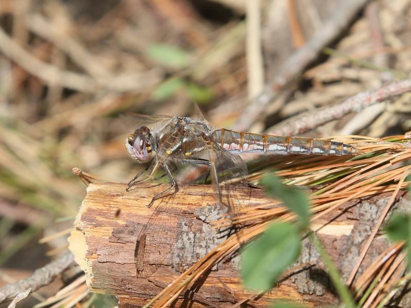 Photo of Variegated Meadowhawk