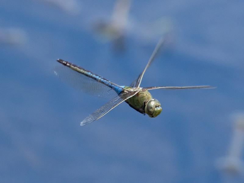 Photo of Common Green Darner