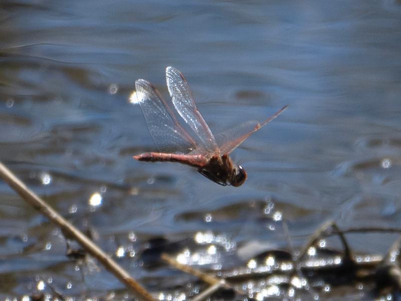 Photo of Variegated Meadowhawk