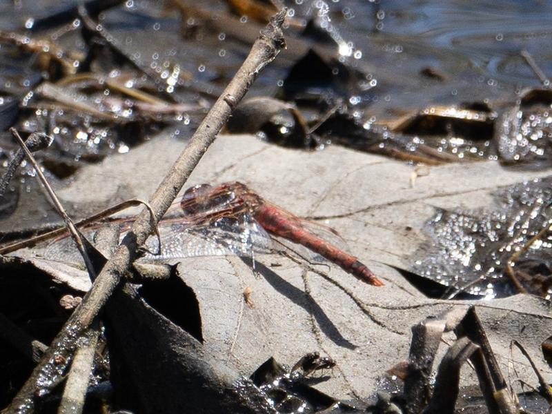 Photo of Variegated Meadowhawk