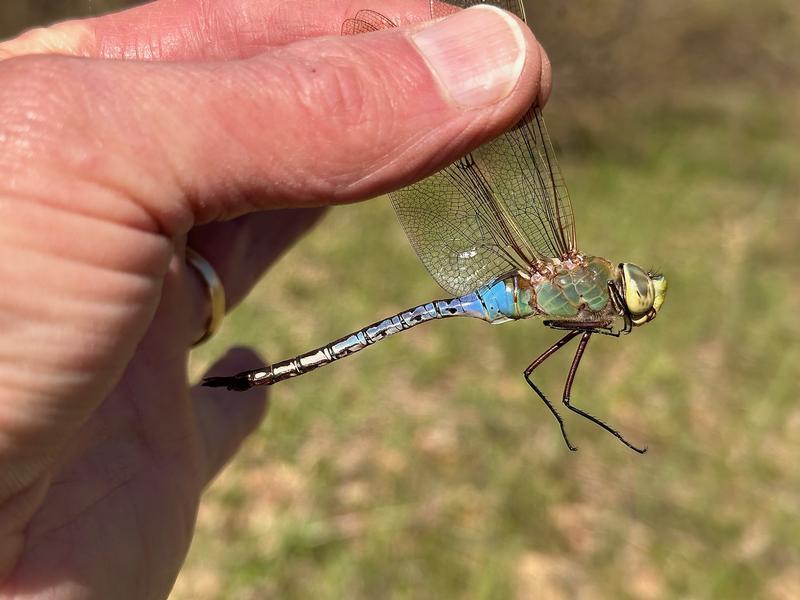 Photo of Common Green Darner