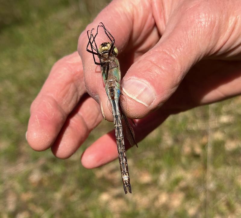 Photo of Common Green Darner