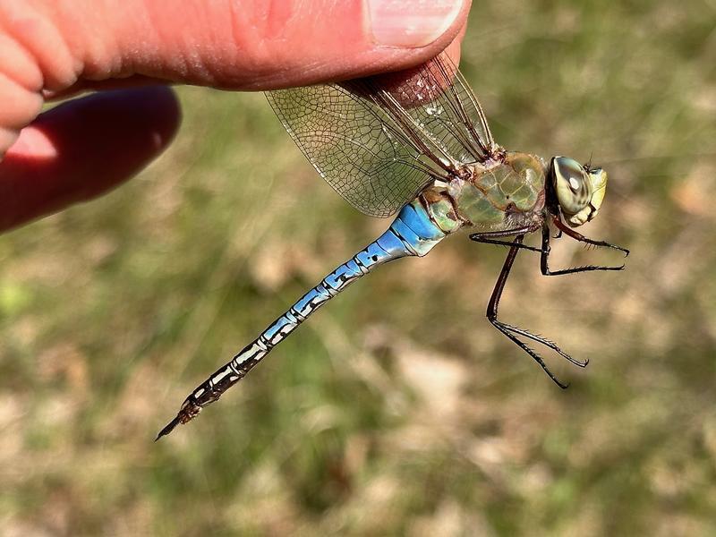 Photo of Common Green Darner