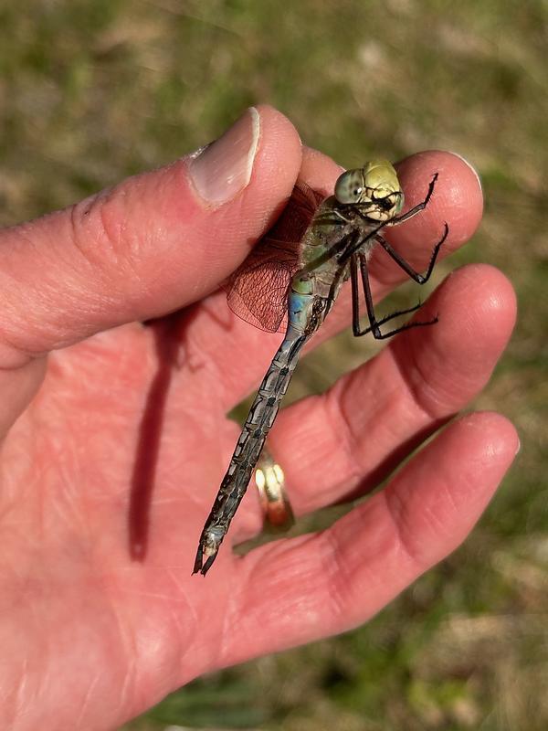 Photo of Common Green Darner