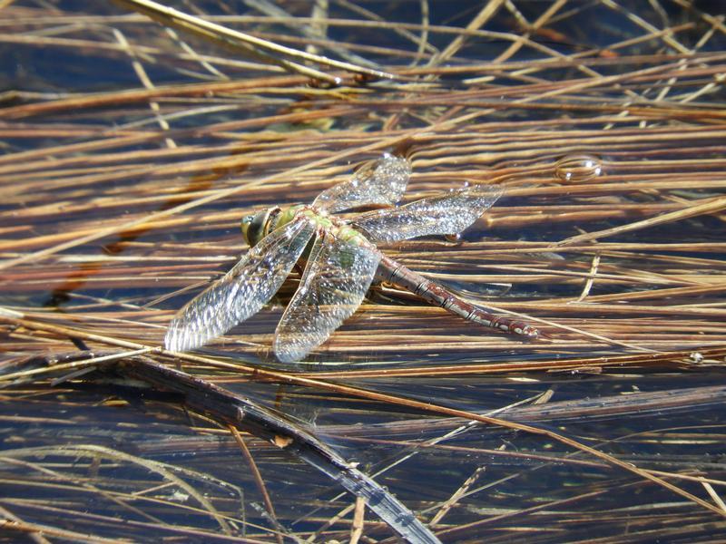 Photo of Common Green Darner