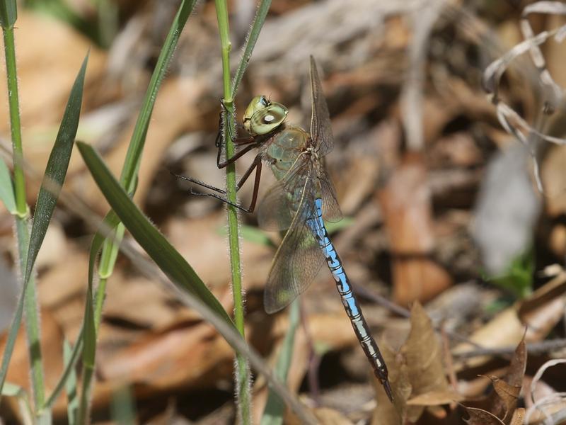 Photo of Common Green Darner