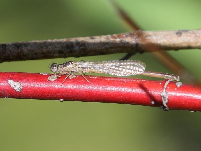 Photo of Eastern Forktail