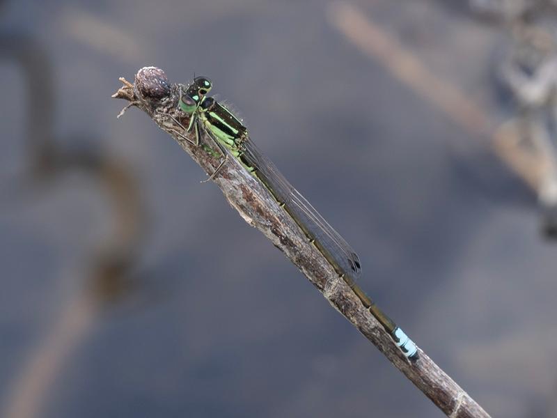 Photo of Eastern Forktail