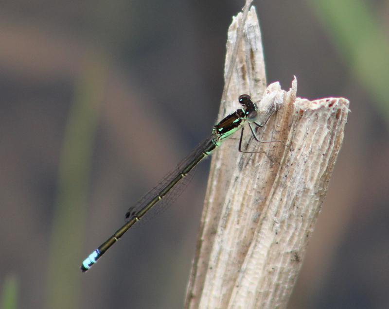 Photo of Eastern Forktail