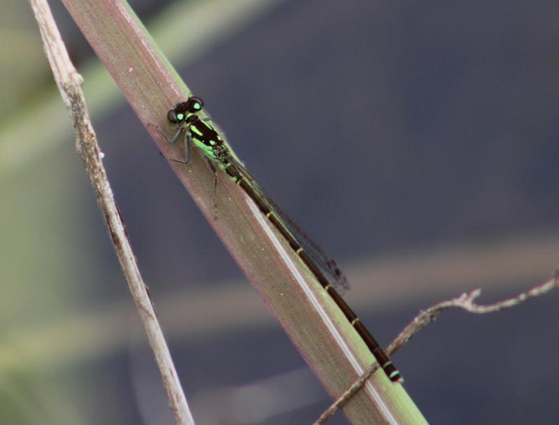 Photo of Fragile Forktail