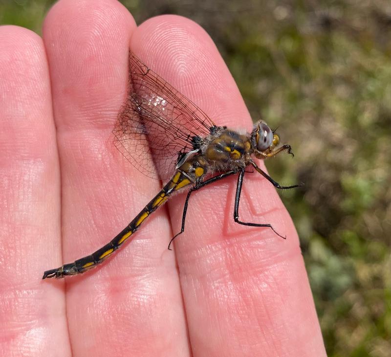 Photo of Beaverpond Baskettail