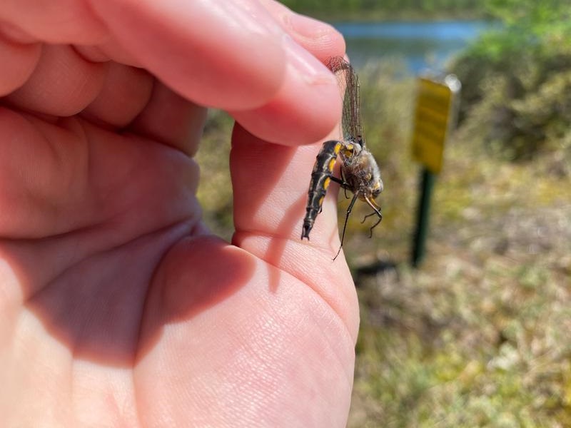 Photo of Beaverpond Baskettail