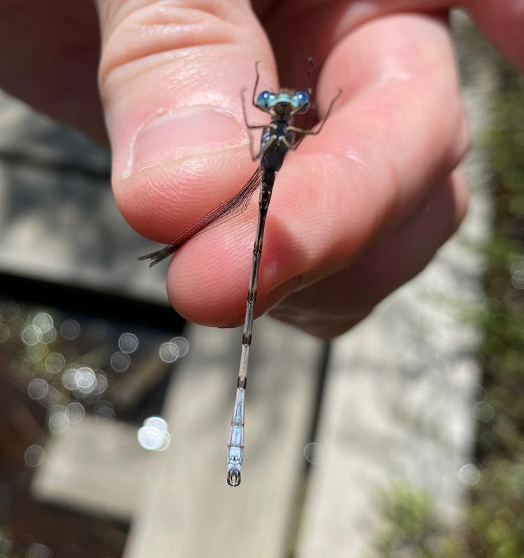 Photo of Southern Spreadwing