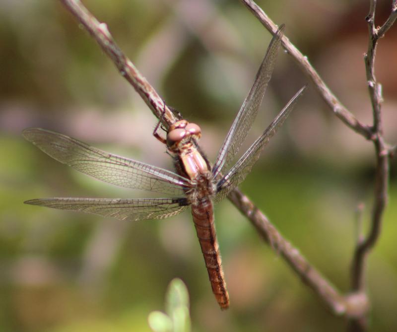 Photo of Chalk-fronted Corporal