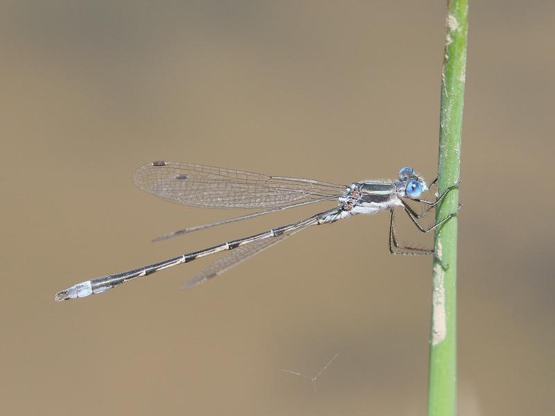 Photo of Southern Spreadwing