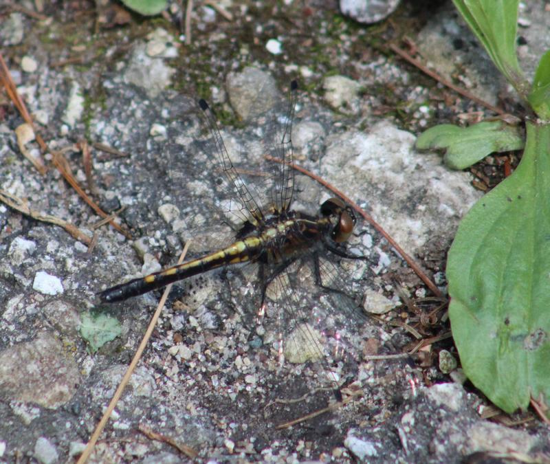 Photo of Dot-tailed Whiteface