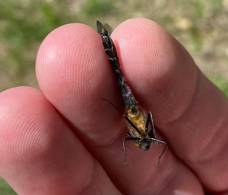 Photo of Dot-tailed Whiteface