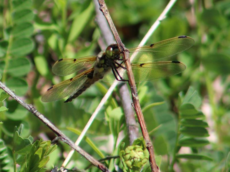 Photo of Four-spotted Skimmer