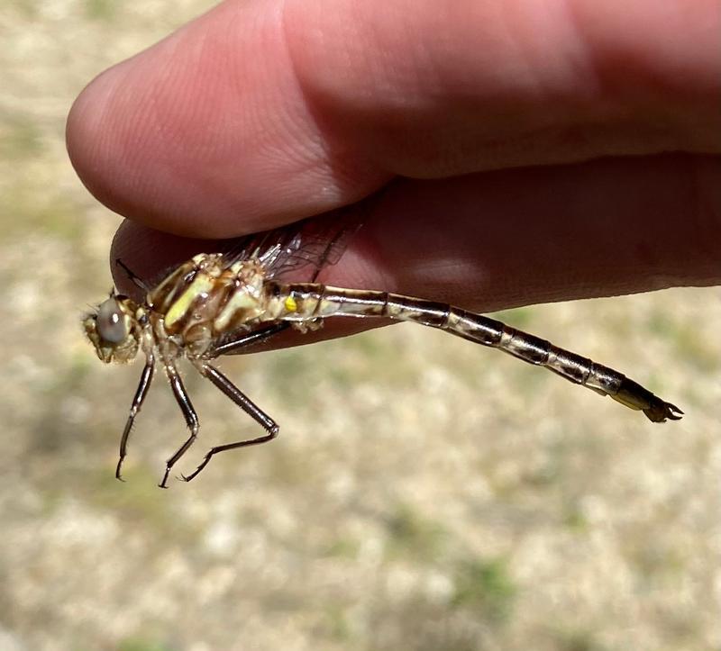 Photo of Dusky Clubtail