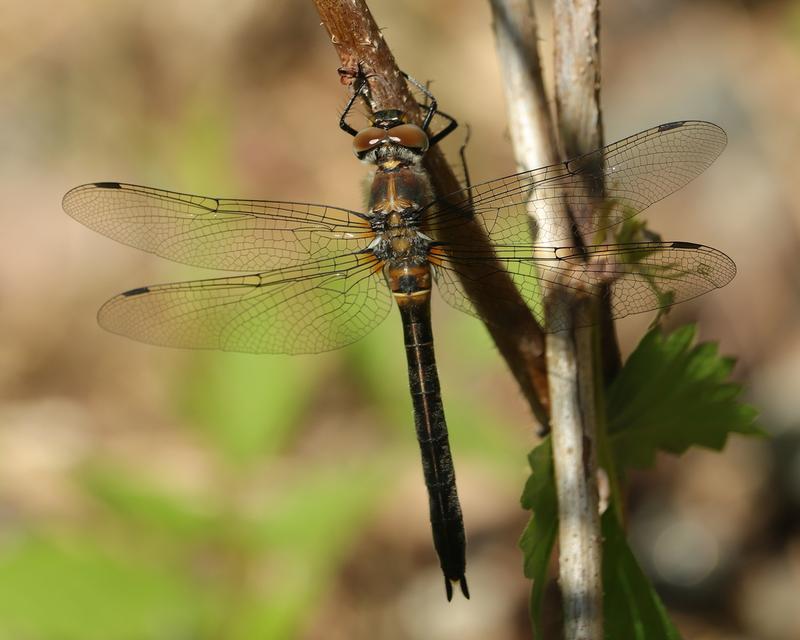 Photo of American Emerald