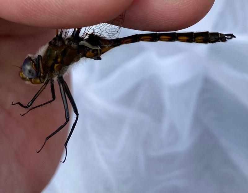 Photo of Beaverpond Baskettail